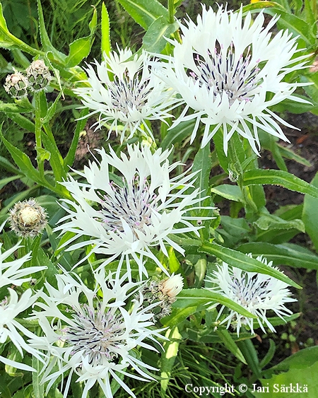 Centaurea montana 'Alba', vuorikaunokki